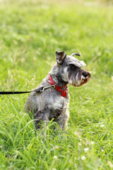 Close up portrait of a pepper girl dog, the miniature schnauzer, in the green summer meadow. On a leash with red collar.
