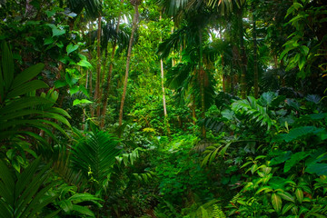 Asian tropical rainforest - obrazy, fototapety, plakaty
