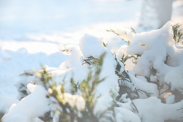 Beautiful Christmas landscape. The branches of the tree are covered with hoarfrost, snowfall, natural image, soft focus, macro.