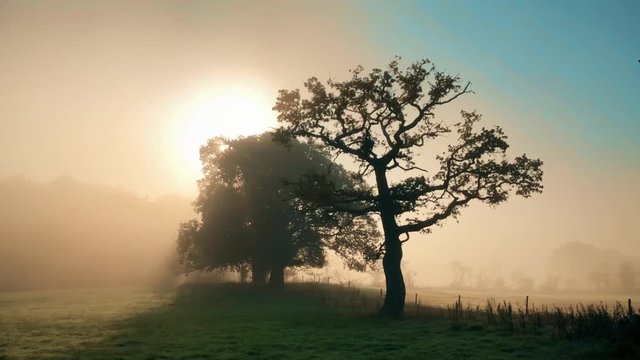 Perfect British autumn morning with silhouette oak trees as the sun rises behind them