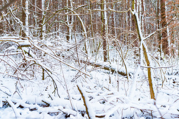 The trees near the river are covered with white snow