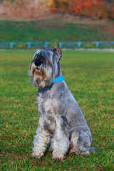 Schnauzer dog breed