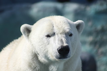 Obraz na płótnie Canvas close up portrait of a polar bear