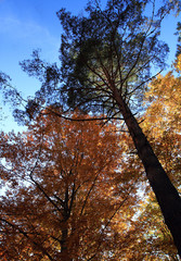 tree in autumn