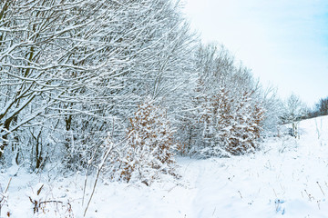 The trees near the river are covered with white snow