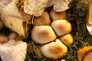 A cluster of mushroom biscuits