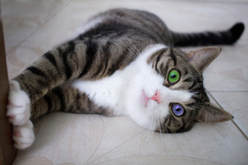 Cat with bright multicolored  eyes poses lying on floor
