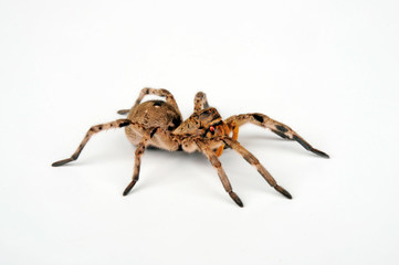 Tarantel (Lycosa sp.) Wolf spider