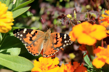 Painted Lady Butterfly on colorful flowers 
