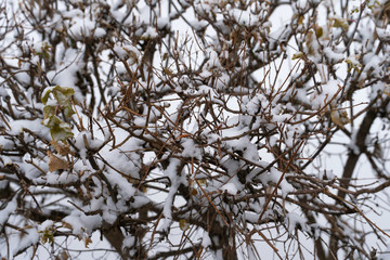 white snow on a shrub branches