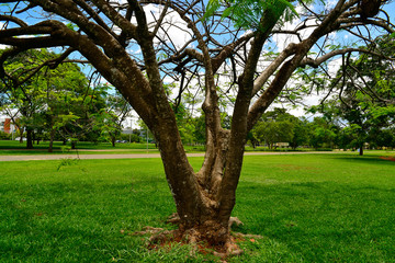 Obraz premium City Park in Brasilia, Brazil