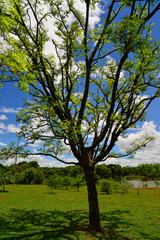 Obraz premium City Park in Brasilia, Brazil