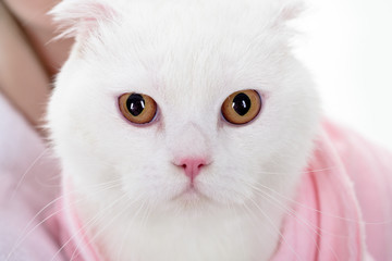 White cat. Pets and lifestyle concept. White cat in a pink coat. Smart pet. Vet health. Happy kitten. Fluffy pet. Young crazy surprised cat make big eyes closeup. Love for the animals.