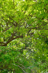 City Park in Brasilia, Brazil