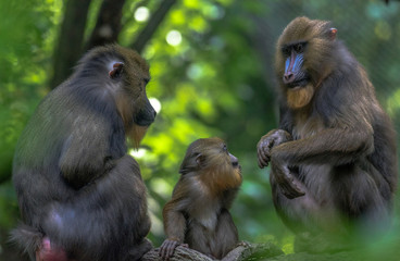Blue, Pink, and Tan Fur on a Family of Mandrill Family in a Tree