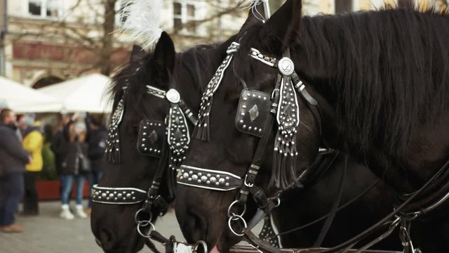 Two decorated horses - Front view - Horses for riding vintage carriage. Horse-drawn Carriages. Romantic ride in Horse Wagon.
