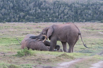 Kämpfende Elefanten in Afrika