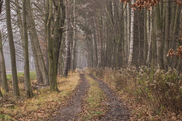 Obraz premium Leśna droga.