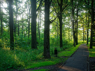 Obraz premium shadow of trees in the Park in summer