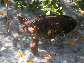 Sea Turtle Hiding Near Bush