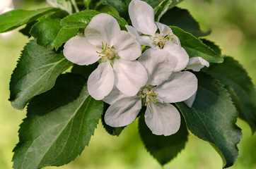 flowering apple tree branch