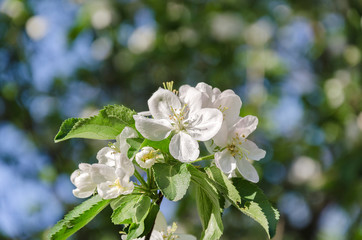 flowering apple tree branch