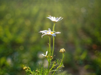 wild chamomile flowers on green grass background