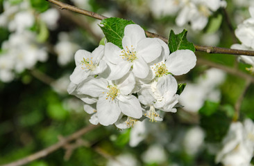 flowering apple tree branch