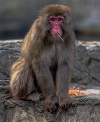Earth Toned Fur on a Snow Monkey Looking into the Camera