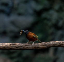 Deep Brown, Yellow,and Black Plumage on a Chestnut Weaver Foraging in a Tree