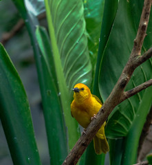 Bright Yellow and Orange Plumage on a Golden Weaver Bird on a Branch