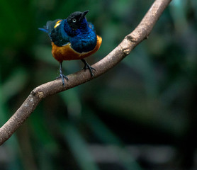 Deep Blue,, Orange, and White Plumage on a Superb Starling on a Branch