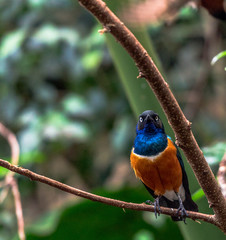 Deep Blue,, Orange, and White Plumage on a Superb Starling on a Branch