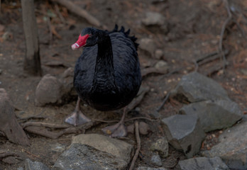 Dark Plumage on a Black Swan with a Red Bill on the Ground