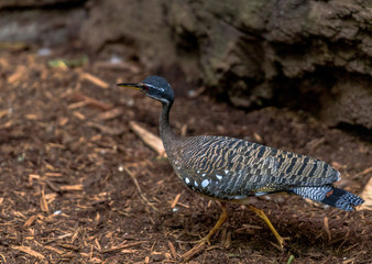 Blue, White, and Tan Plumage on a Sunbittern Bird on the ground