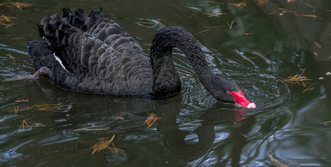 Fototapeta premium Dark Plumage on a Black Swan with a Red Beak Skimming Pond Water