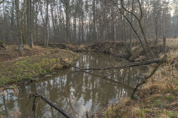 Fototapeta na wymiar Rzeka płynąca przez las.