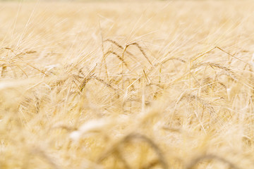 Golden ears of ripe wheat
