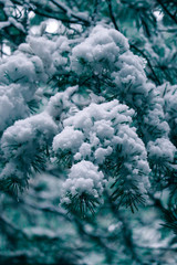 Green pine tree brunches covered with snow, natural winter backdrop. Snowfall in a forest, close up.
