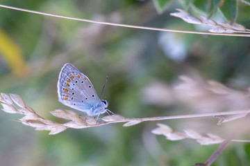 Lycaenidae / Çokgözlü Mavi / / Polyommatus icarus