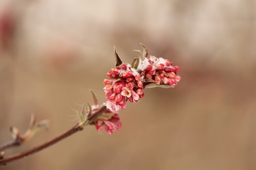 branch with beautiful pink flowers of viburnum with some snow on top and a brown soft background