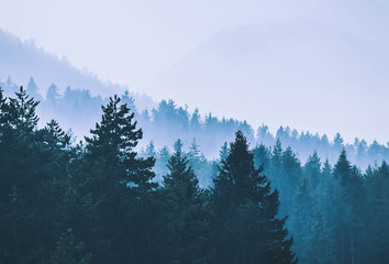 Foggy autumn forest valley, mystical valley background. Pine trees silhouettes in a morning fog, blue colors.