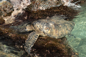 sea turtle getting out of water