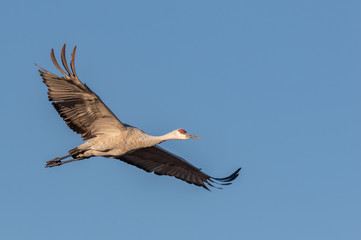 Sandhill crane in flight with blue sky background at Bosque del Apache National Wildlife Refuge, San Antonio, New Mexico