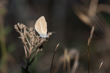 Lycaenidae / Çokgözlü Anadolu Beyazı / Turkish Furry Blue / Polyommatus menalcas	     