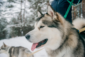Dog Alaskan Malamute in the winter snowy forest