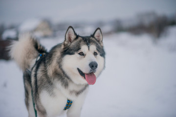 Dog Alaskan Malamute in the winter snowy forest