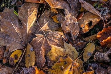 Herbstlaub mit Frost