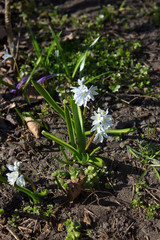 Puschkinia scilloides flowers