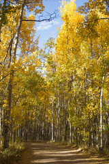 Obraz premium autumn in the park